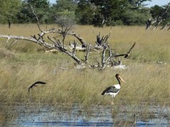 06-Saddle-billed stork